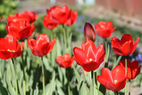 tulips tulip flower