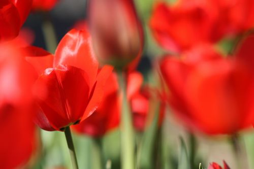 tulips tulip flower