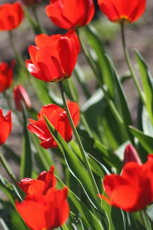 tulips tulip flower