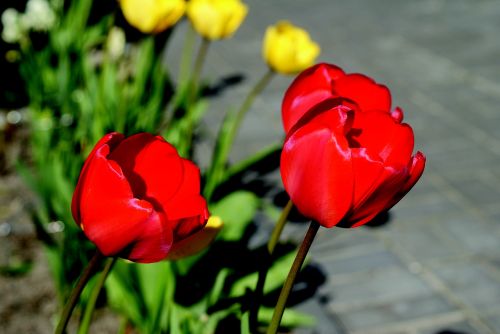 tulip flowers nature
