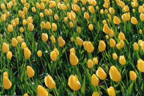 tulips flowers tulip sea