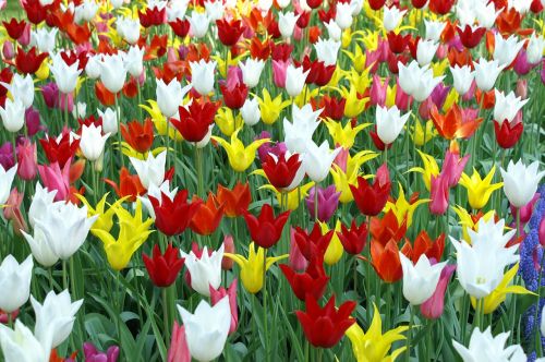 tulips holland spring