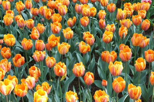 tulips holland spring