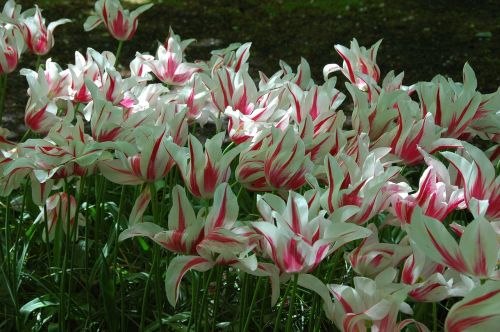 tulips flowers holland