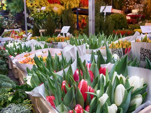 tulips amsterdam flowers