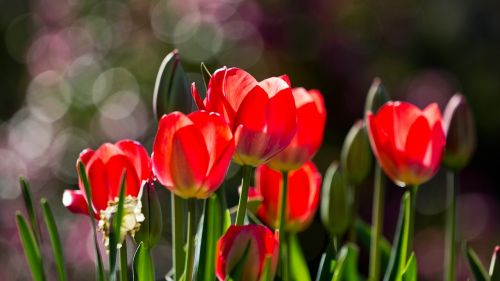 tulips flowers spring