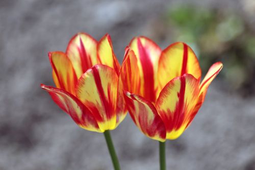 tulips flowers handsomely