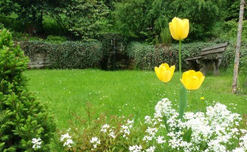 tulips yellow flowers