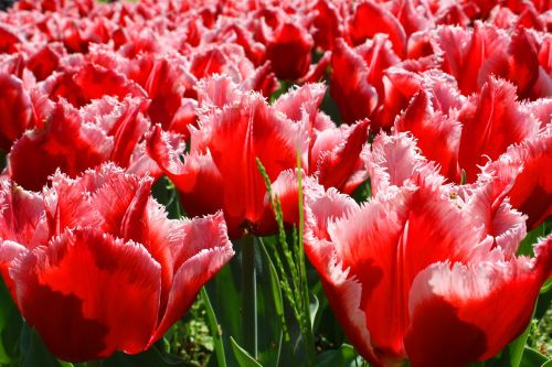 tulips tulip flowers