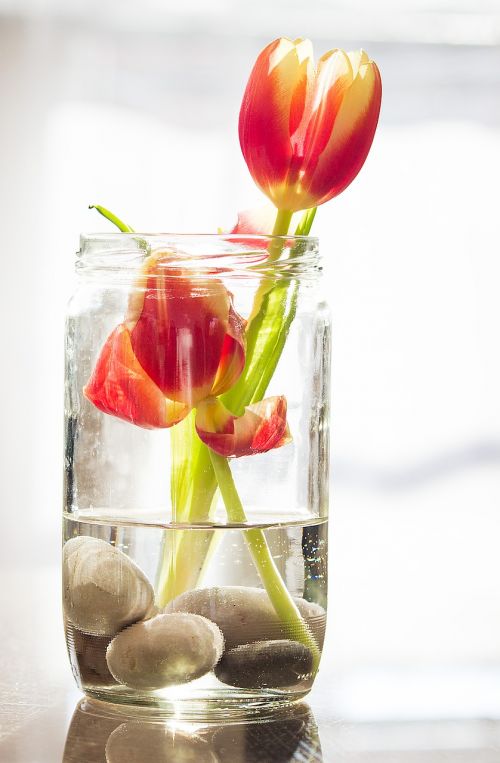 tulips spring flower