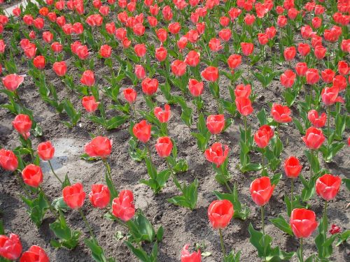 tulips holland dutch