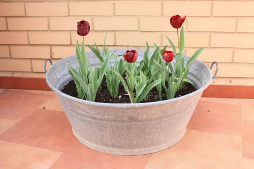 tulips flowerpot plant