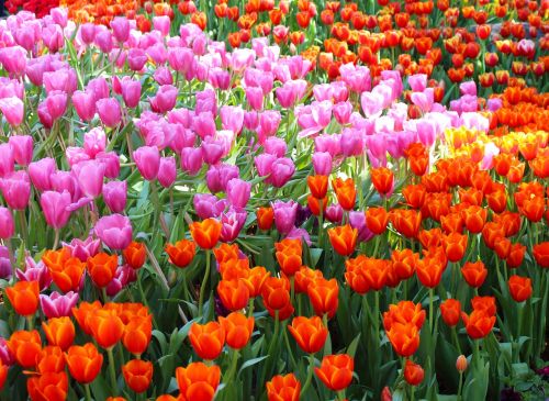 tulips flowers garden