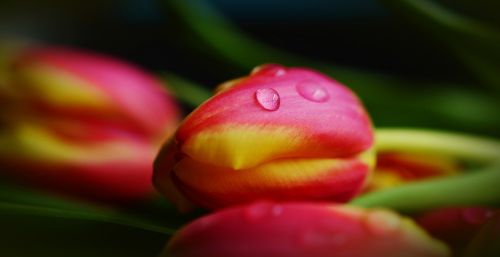 tulips spring flowers