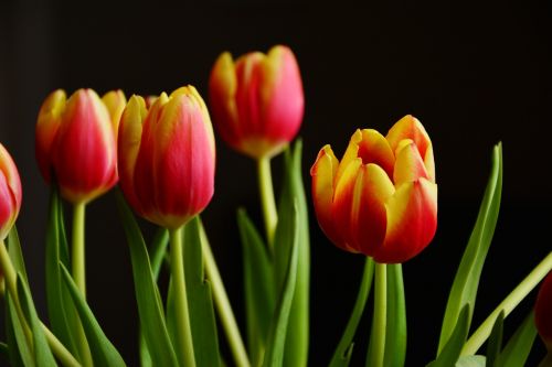 tulips spring flowers blossom
