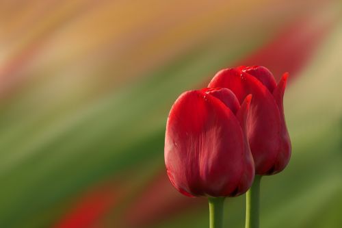 tulips red flowers