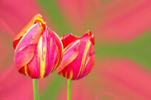 tulips red yellow yellow-rand