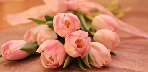 tulips tulipa flowers