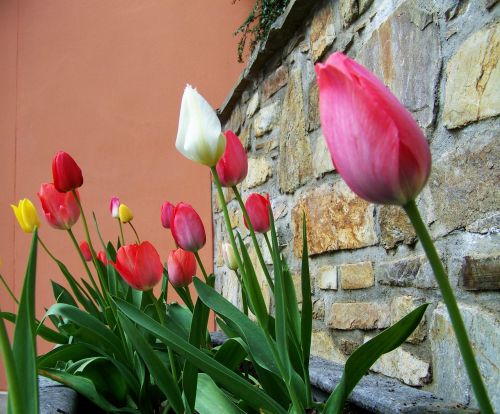 tulips spring flower onion flower