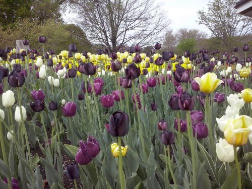 tulips flowers nature