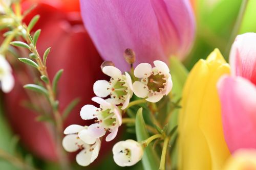 tulips strauss flowers