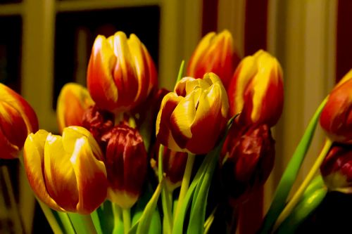 tulips spring strauss