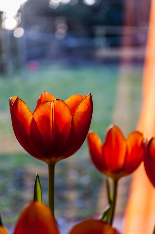 tulips red orange