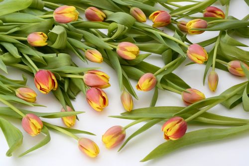 tulips flowers orange