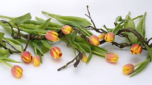 tulips flowers orange