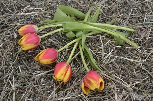 tulips flowers orange