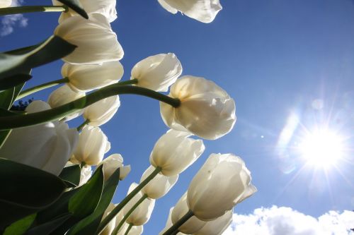 tulips look up nature