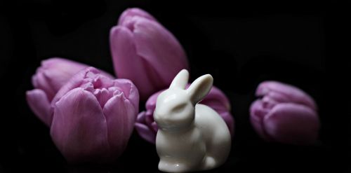 tulips flowers hare