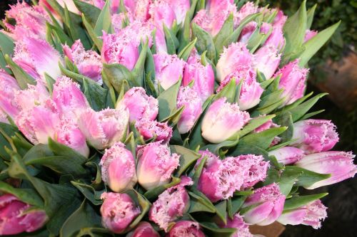 tulips flowers pink