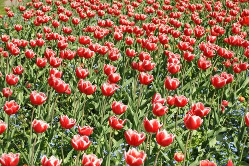 tulips red flowers tulip field