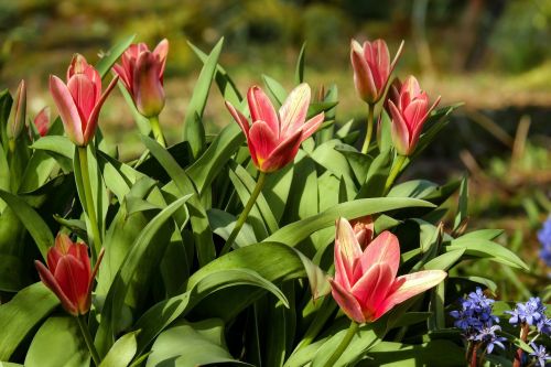 tulips flowers bloom