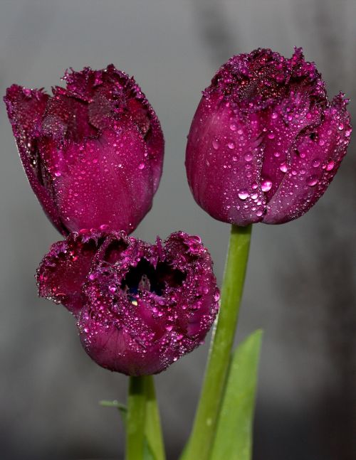 tulips red drops