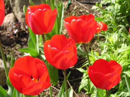 tulips spring tulip