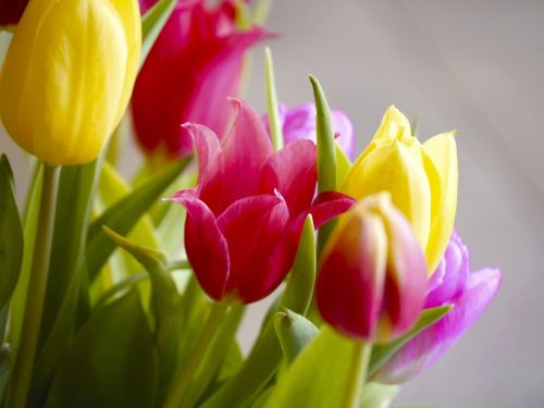 tulips bouquet tulip bouquet