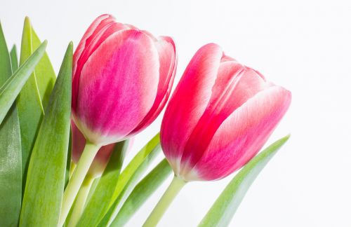 tulips pair spring