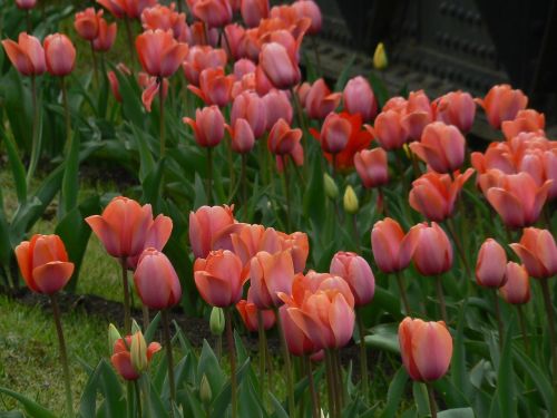 tulips nature flower