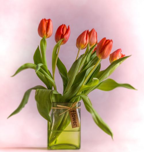 tulips vase red
