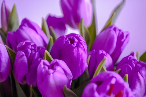 tulips flowers purple