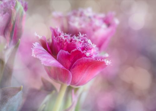 tulips breeding pink