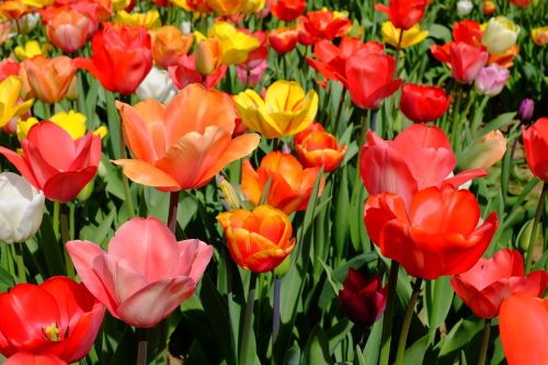 tulips flowers bloom
