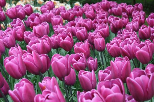 tulips sprint purple