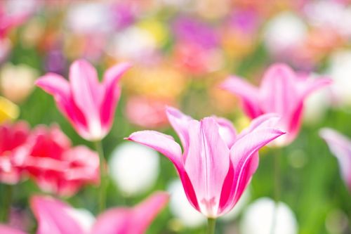 tulips pink garden