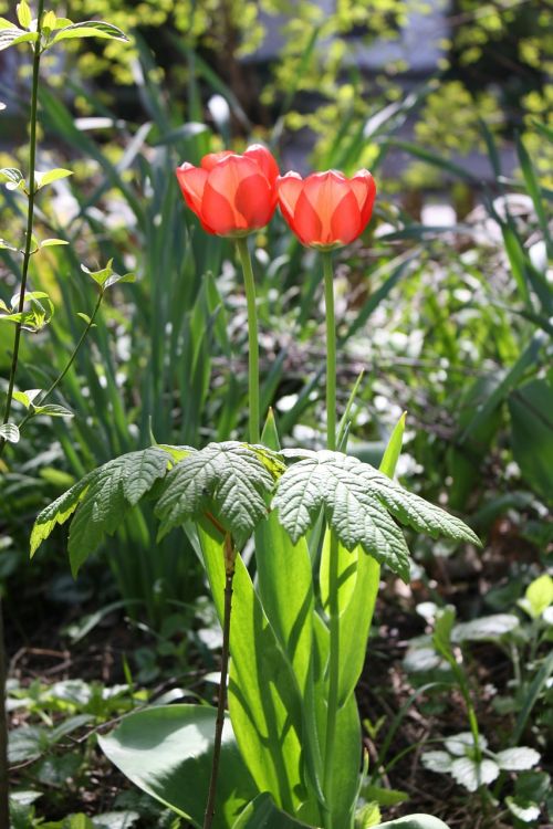 tulips red spring