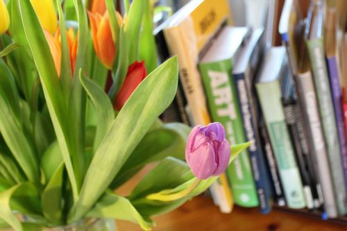 tulips spring bulbs