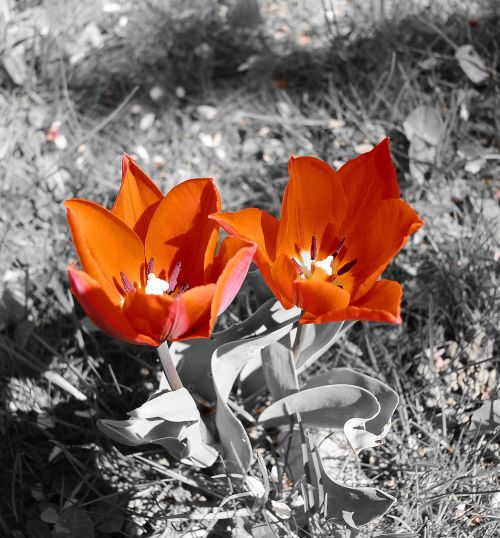 tulips flowers red