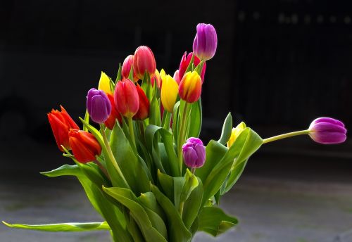 tulips flowers cut flowers